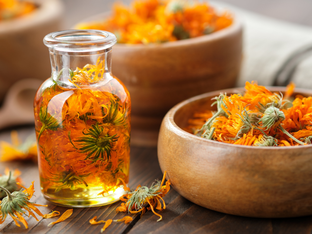 Calendula: Anti-Inflammatory and Healing Flower Extract